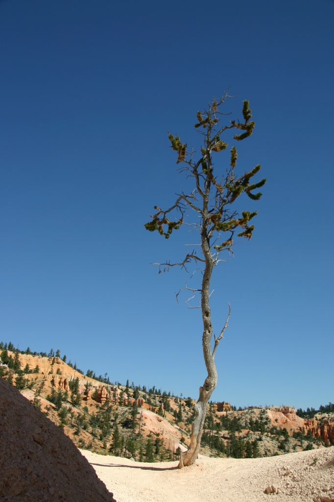 06 - Bryce Canyon NP (20).jpg